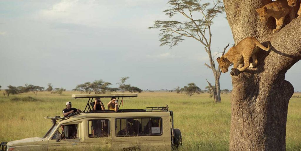 buy a safari
