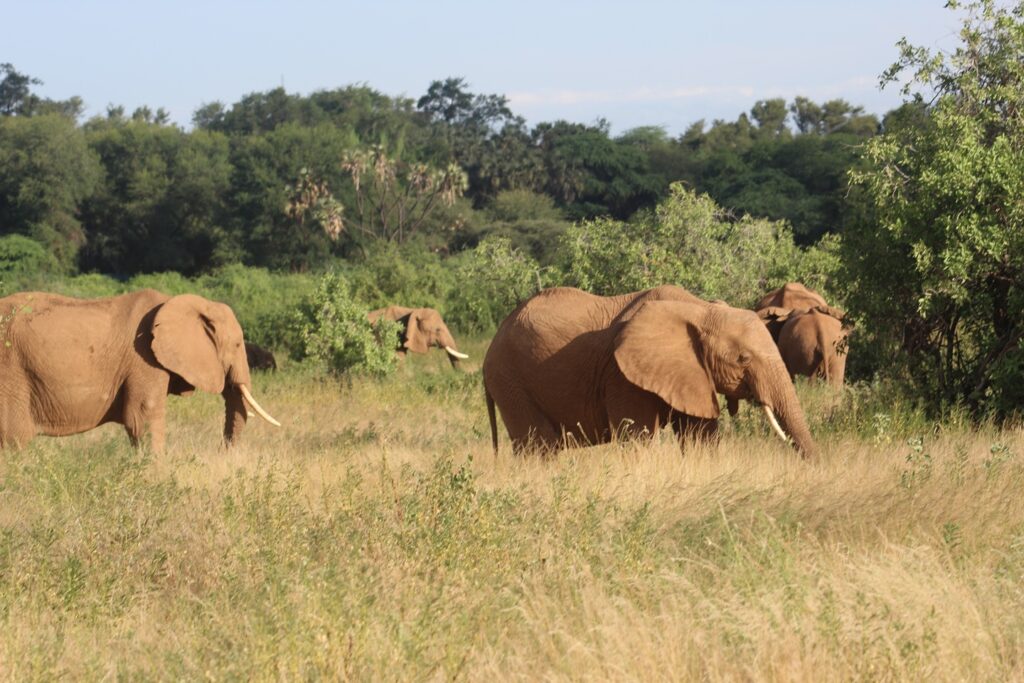 samburu eminent safaris