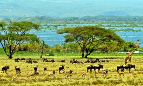 crescent island naivasha 500x300