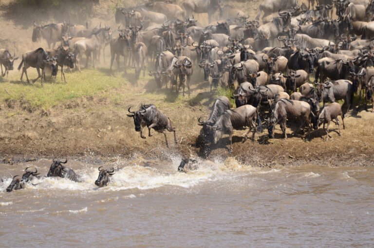 masai mara game reserve