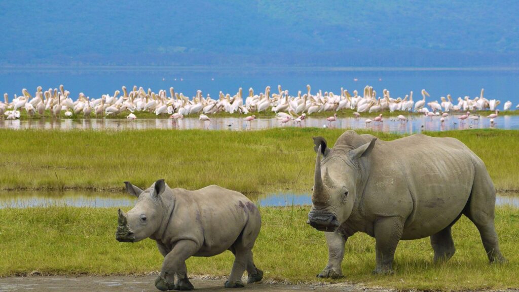nairobi to lake nakuru naitional park excursion