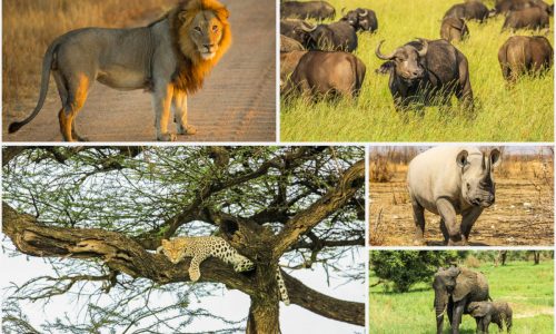 bigfive eminentsafaris 500x300