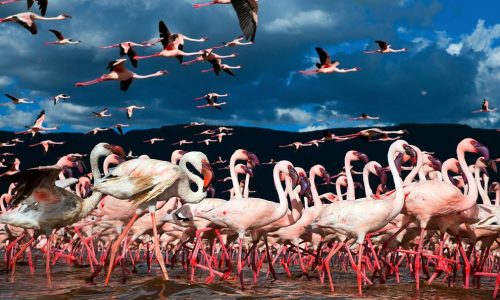 flamingos lake bogoria 500x300