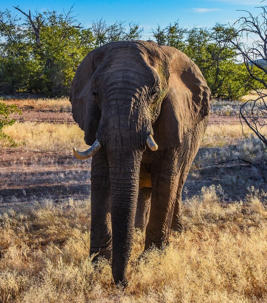 elephant, namibia, africa, desert elephant, safari, animals, mammal, nature, dry, herd
