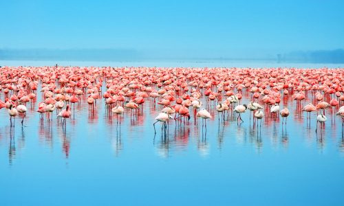 lake nakuru blue 500x300