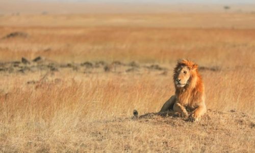 mara lion 500x300