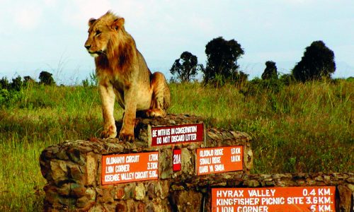 nairobinationalpark 500x300