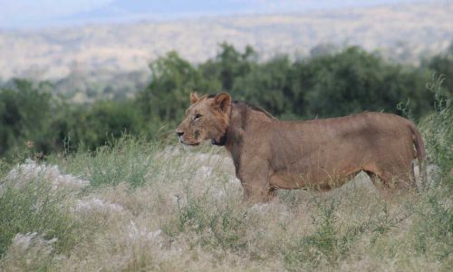samburu eminent photos 393 500x300